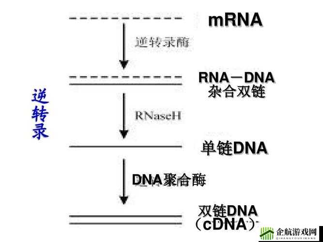 RNA 与 cDNA 杂交技术及应用探讨