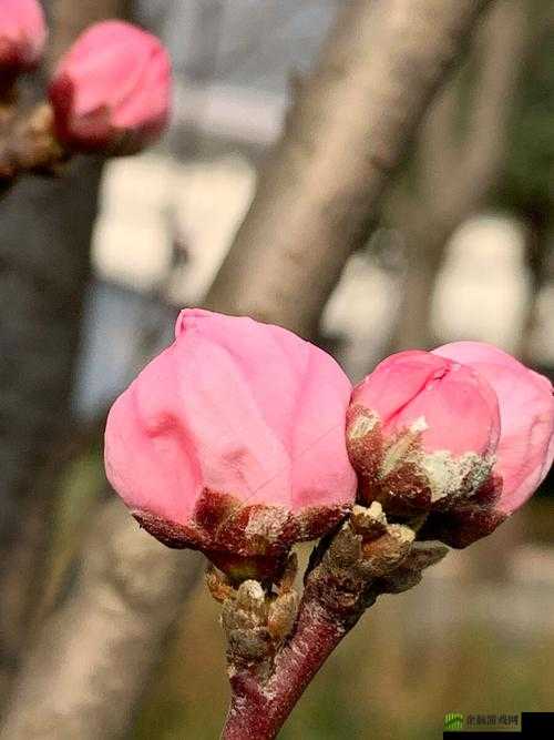 含苞欲放的桃花：那是春天的嘴唇