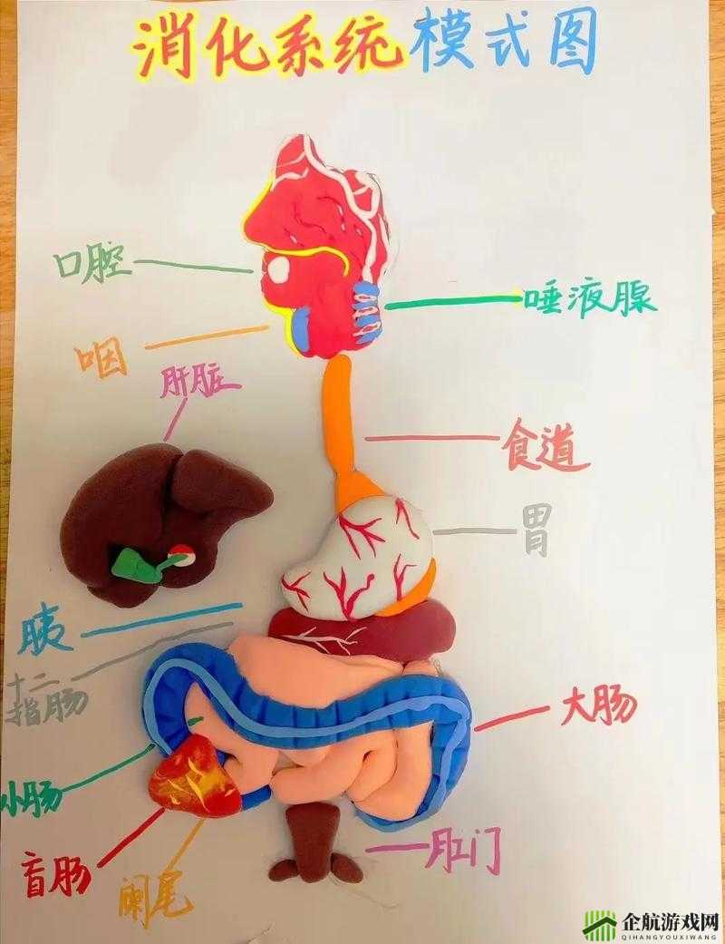 生物课的教具有哪些实用的选择之分析